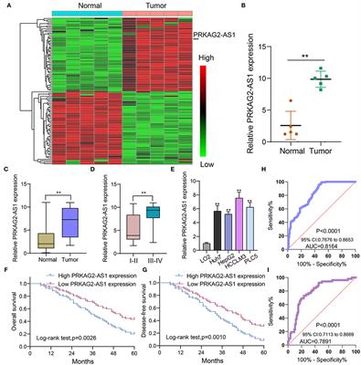 Targeting Antisense lncRNA PRKAG2-AS1, as a Therapeutic Target, Suppresses Malignant Behaviors of Hepatocellular Carcinoma Cells